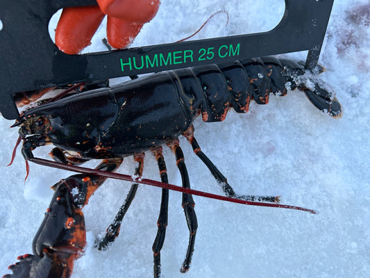 Hummermål