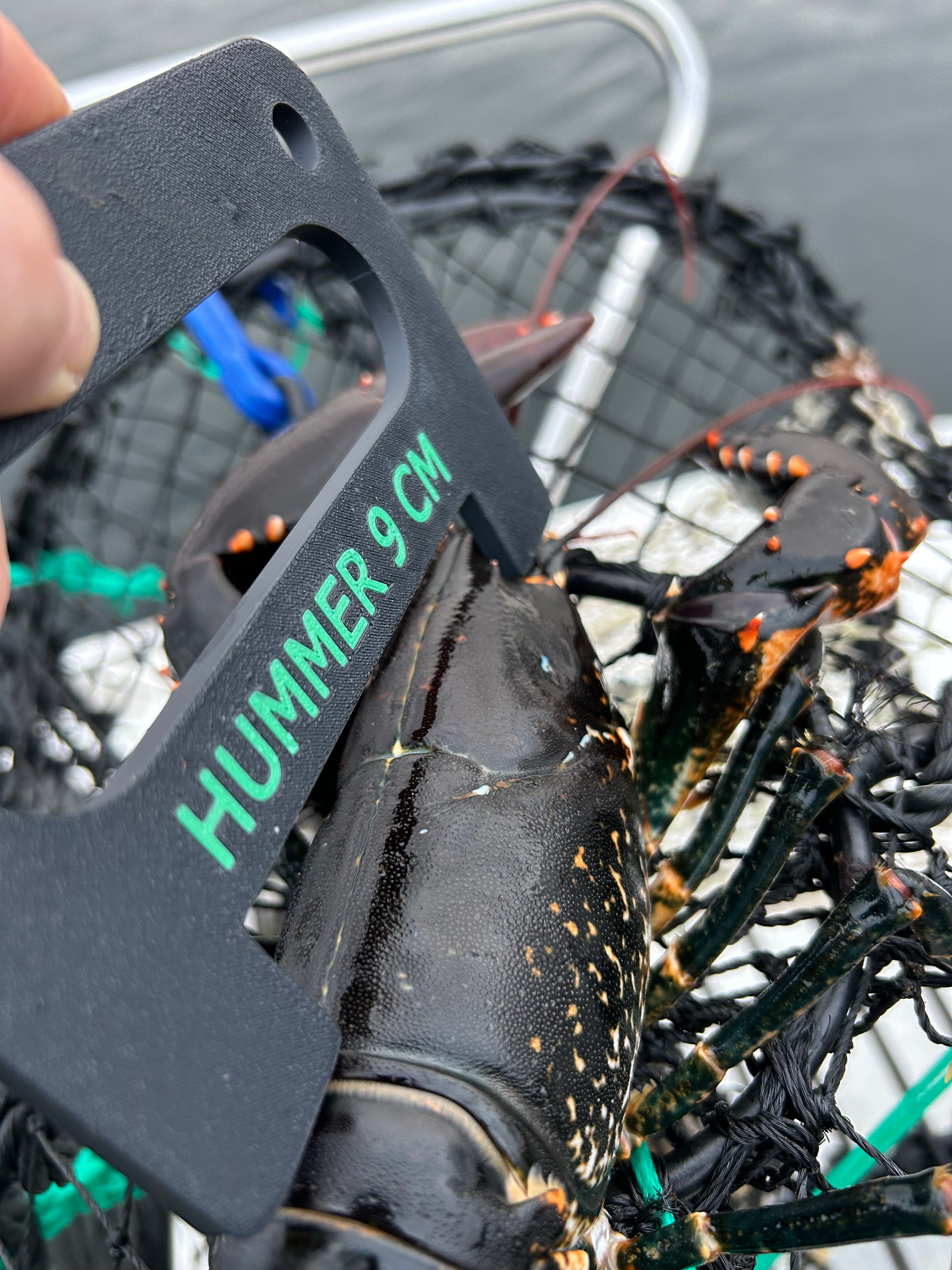 Hummermål brukt til å måle ryggskjoldet på en hummer