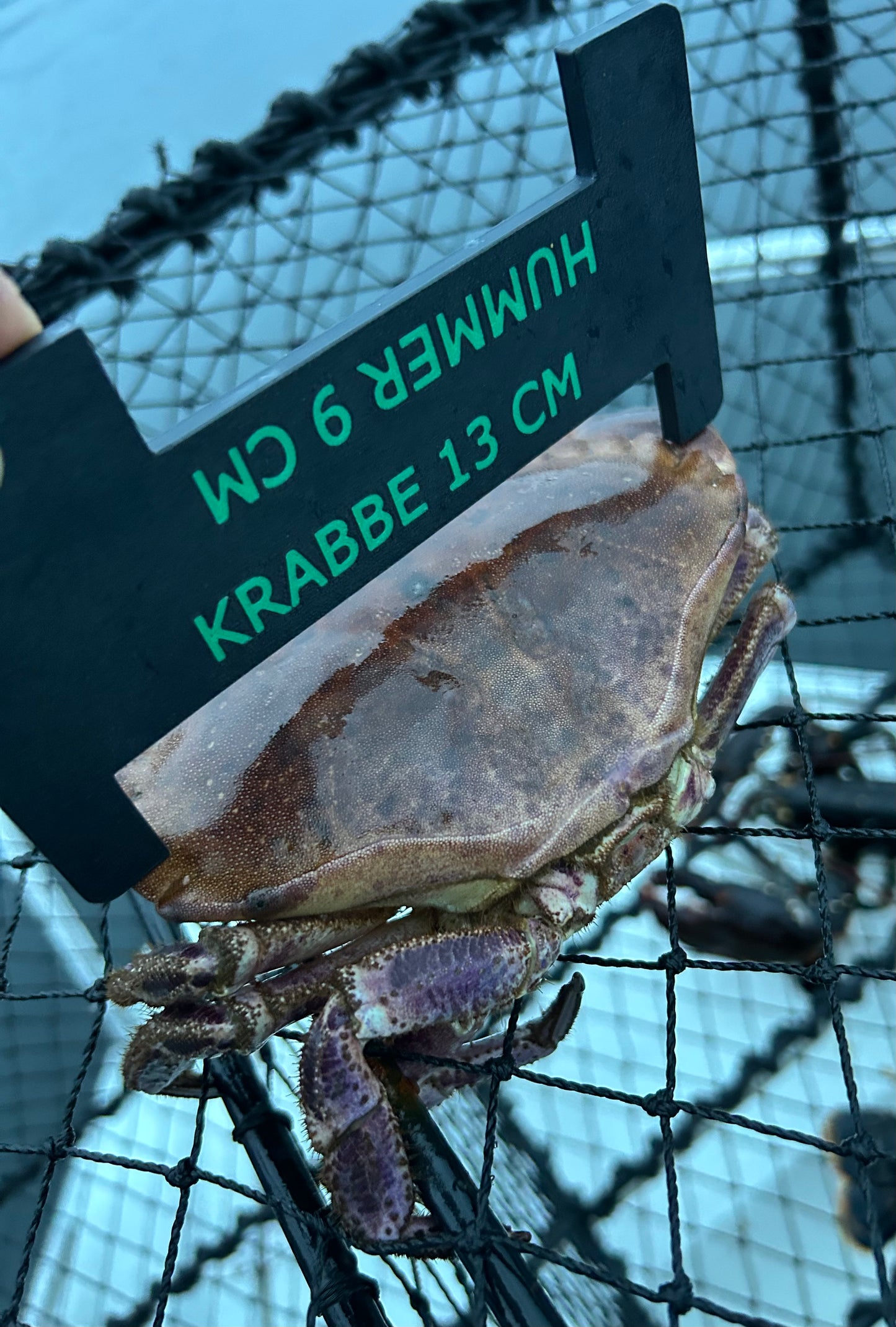 Hummer- og krabbemål brukt til å måle en krabbe i teinen