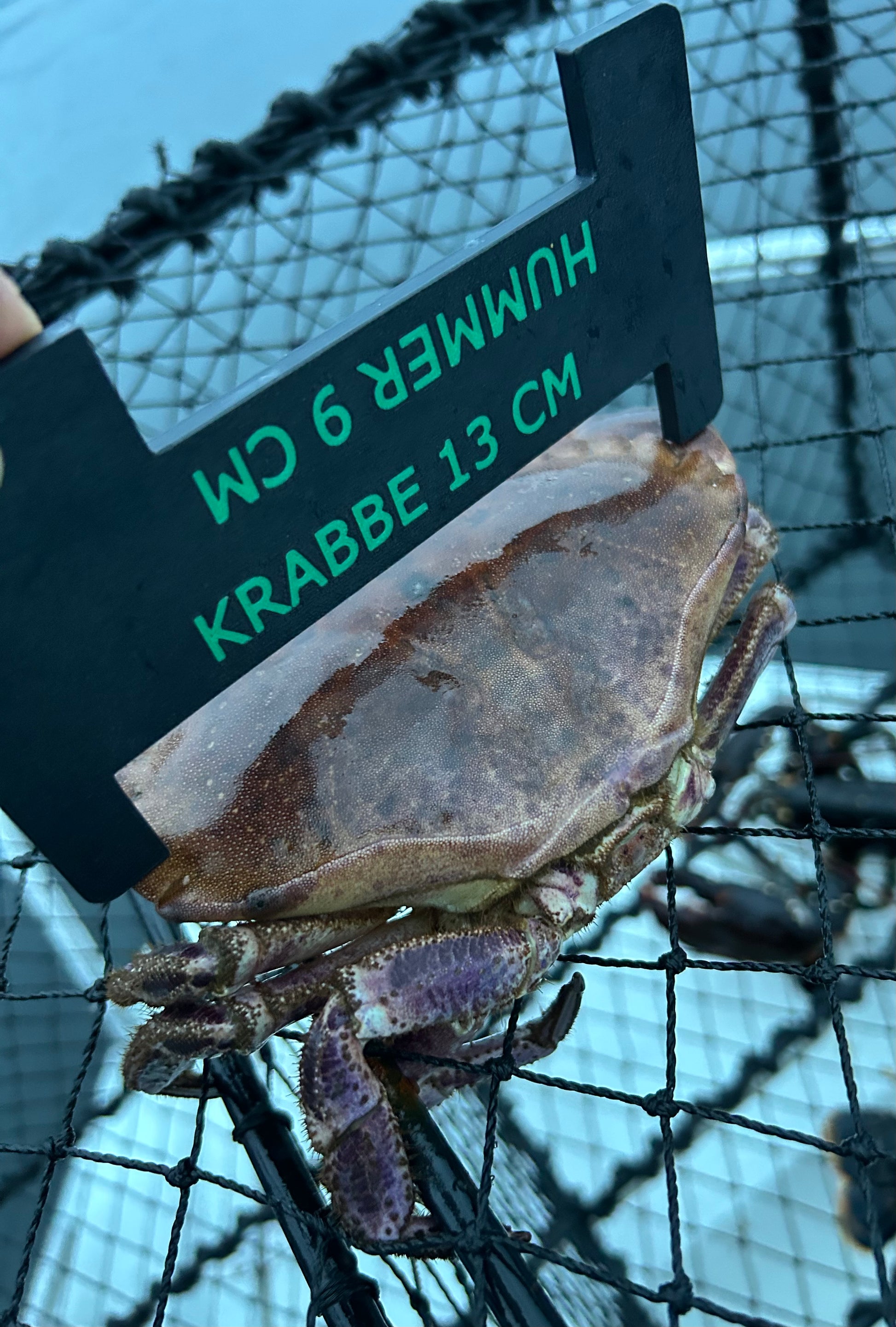 Hummer- og krabbemål brukt til å måle en krabbe i teinen