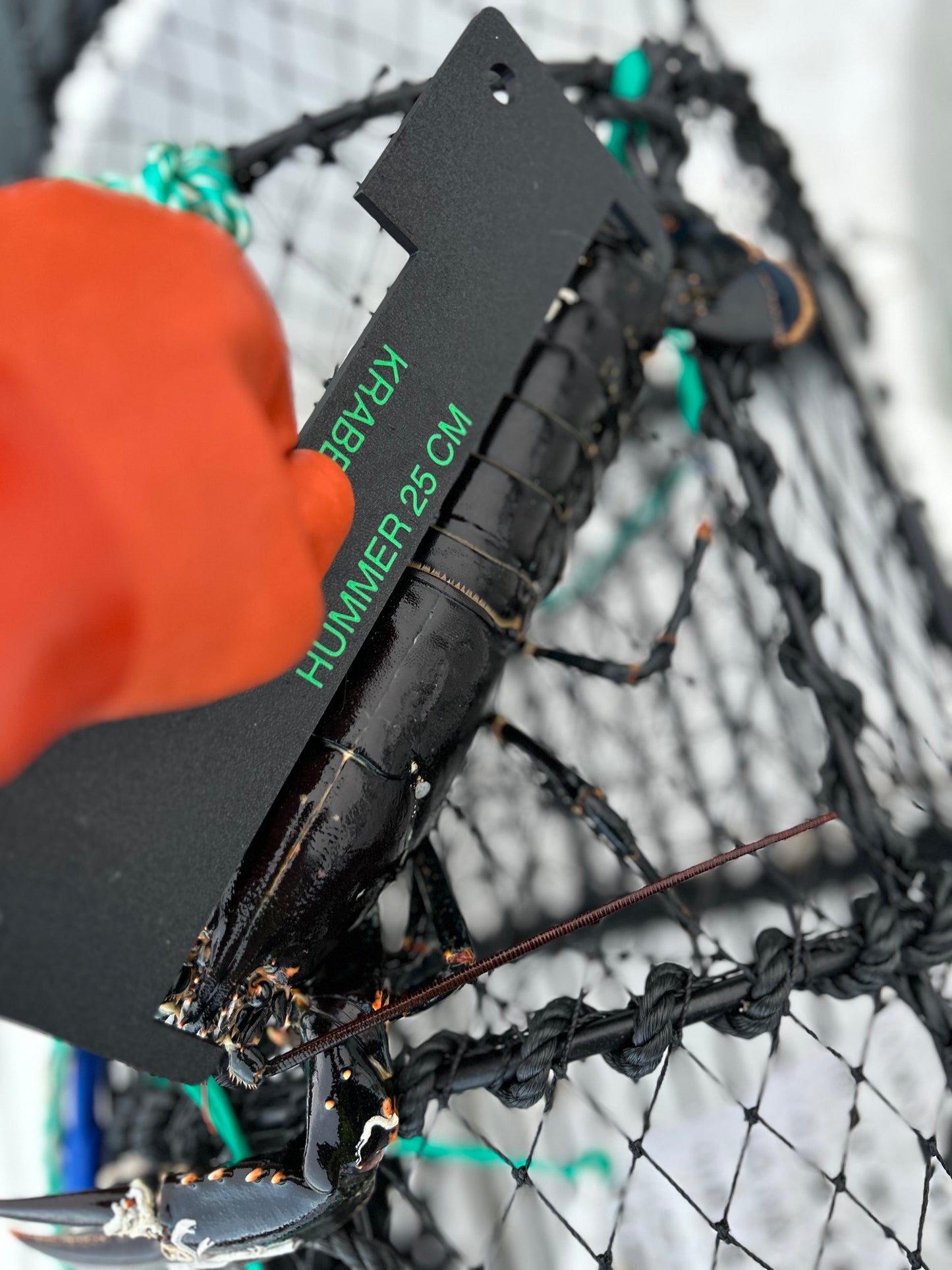 Hummer- og krabbemål (kombi)