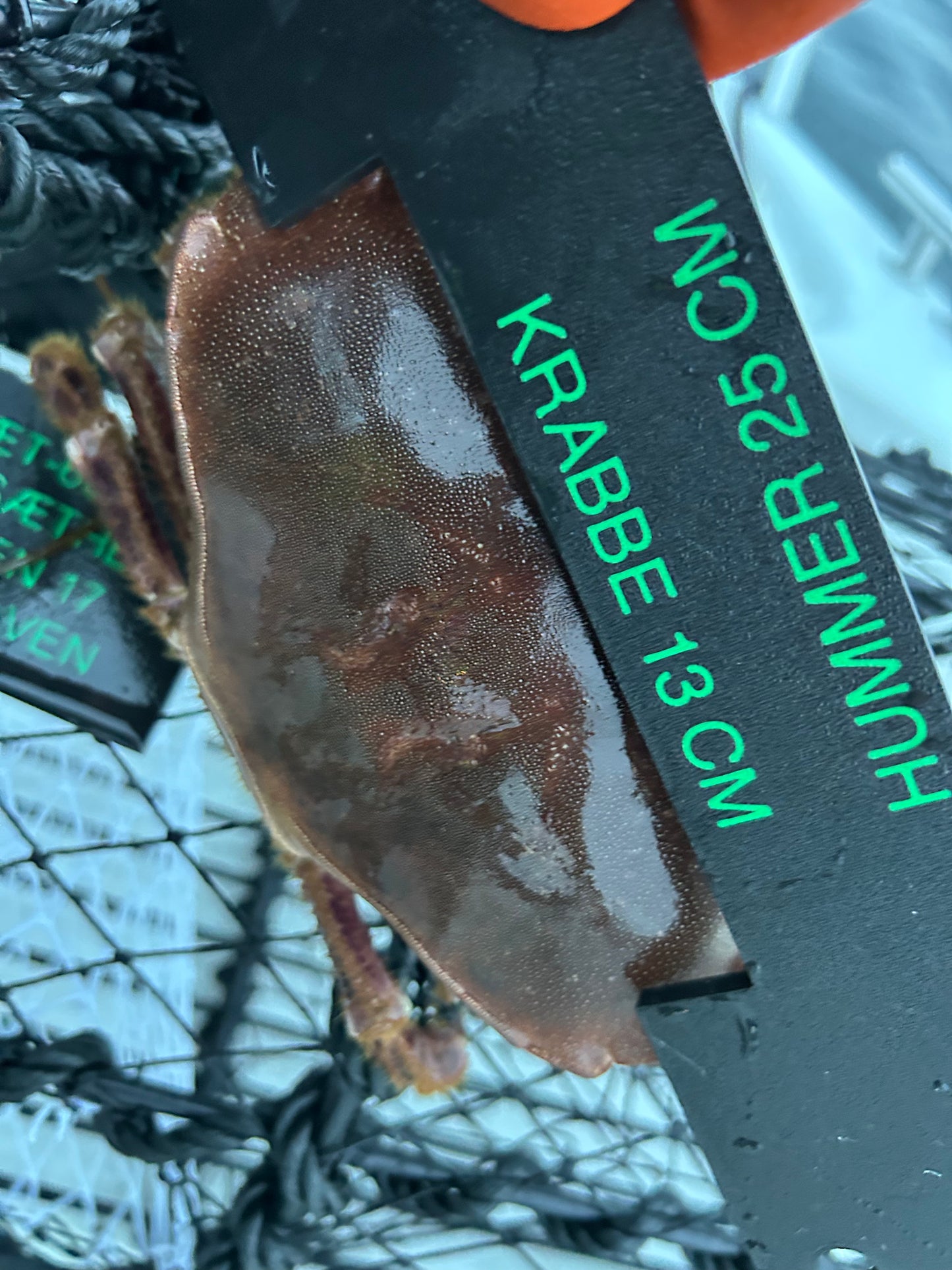 Hummer- og krabbemål (kombi)